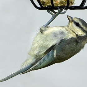 Young blue tit